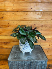 Hemigraphis alternata Purple Waffle, 6