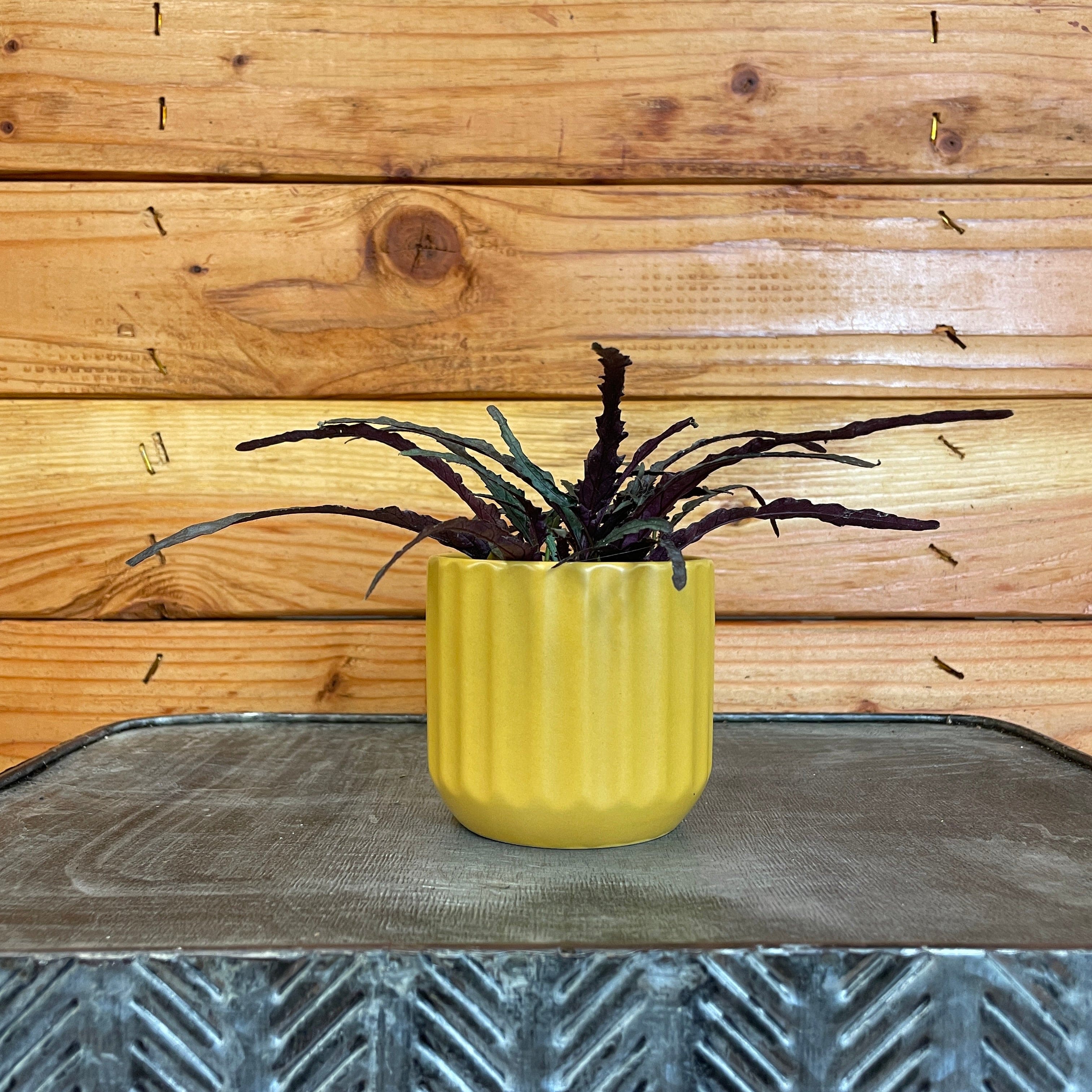 Hemigraphis Dragon's Tongue, 2" Plant