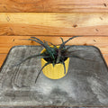 Hemigraphis Dragon's Tongue, 2" Plant