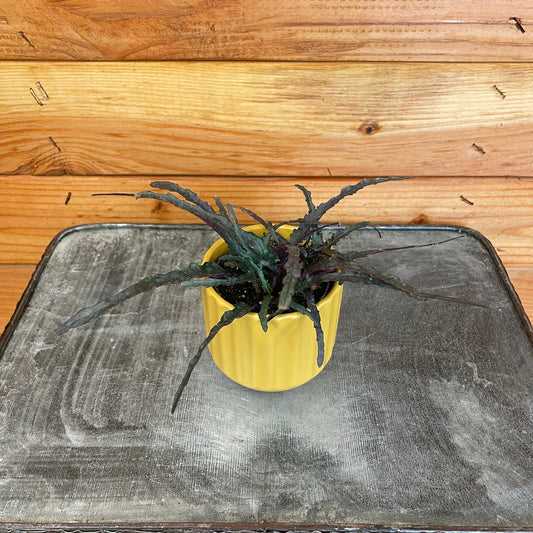 Hemigraphis Dragon's Tongue, 2" Plant