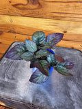 Hemigraphis Silver Queen, 2" Plant