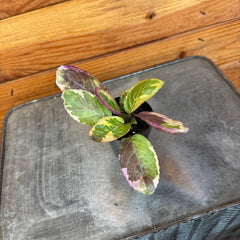 Hemigraphis Variegated Waffle, 2