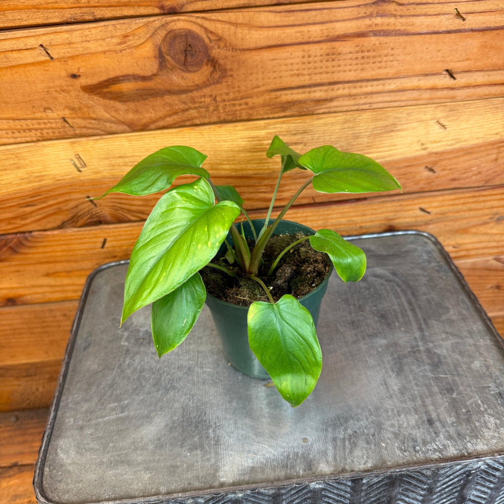 Homalomena Yellow Variegated, 4" Plant