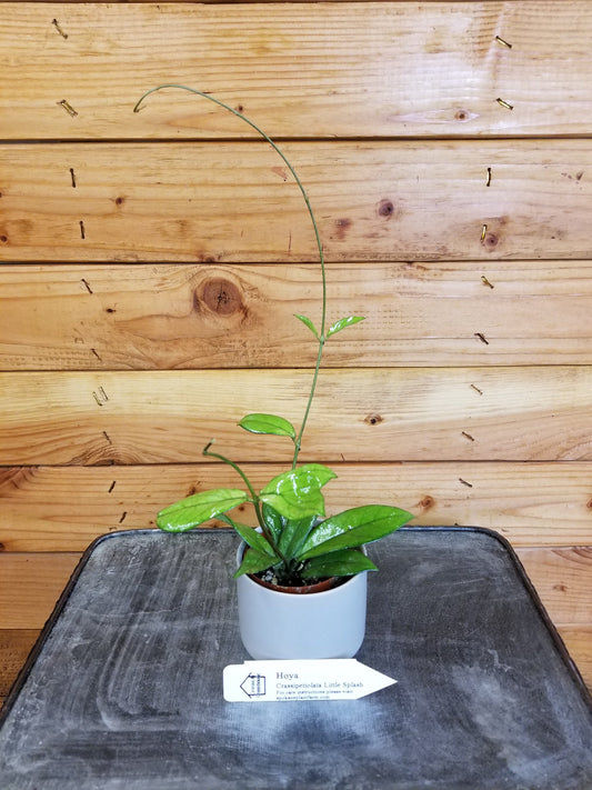 Hoya Crassipetiolata Little Splash, 2" Plant