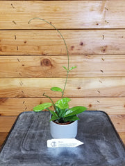 Hoya Crassipetiolata Little Splash, 2