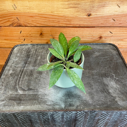 Hoya Gracilis, 2" Plant