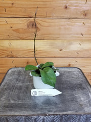 Hoya Hainanensis, 2