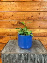 Hoya Minahassae, 4