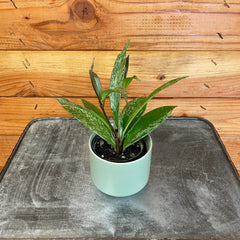 Hoya Pubicalyx Splash, 2