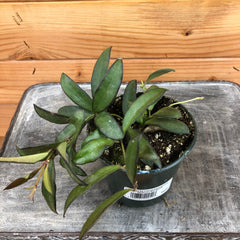 Hoya Rosita, 4