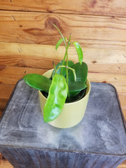 Hoya Treubiana, 4