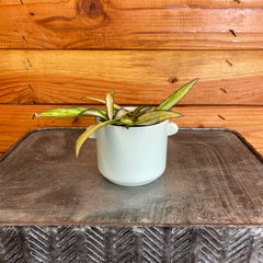 Hoya Wayetii Variegated, 2