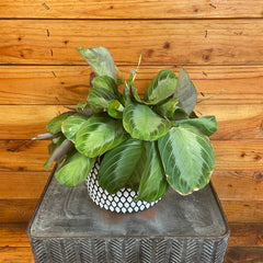 Maranta Leuconeura Silver Band, 6