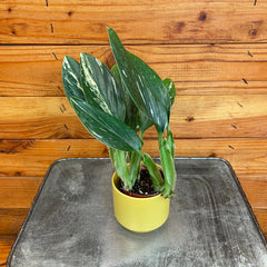 Monstera Standleyana Variegata, 2