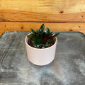 Nematanthus Goldfish Shady Lady Mae, 2" Plant