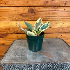 Peperomia Ginny, 4