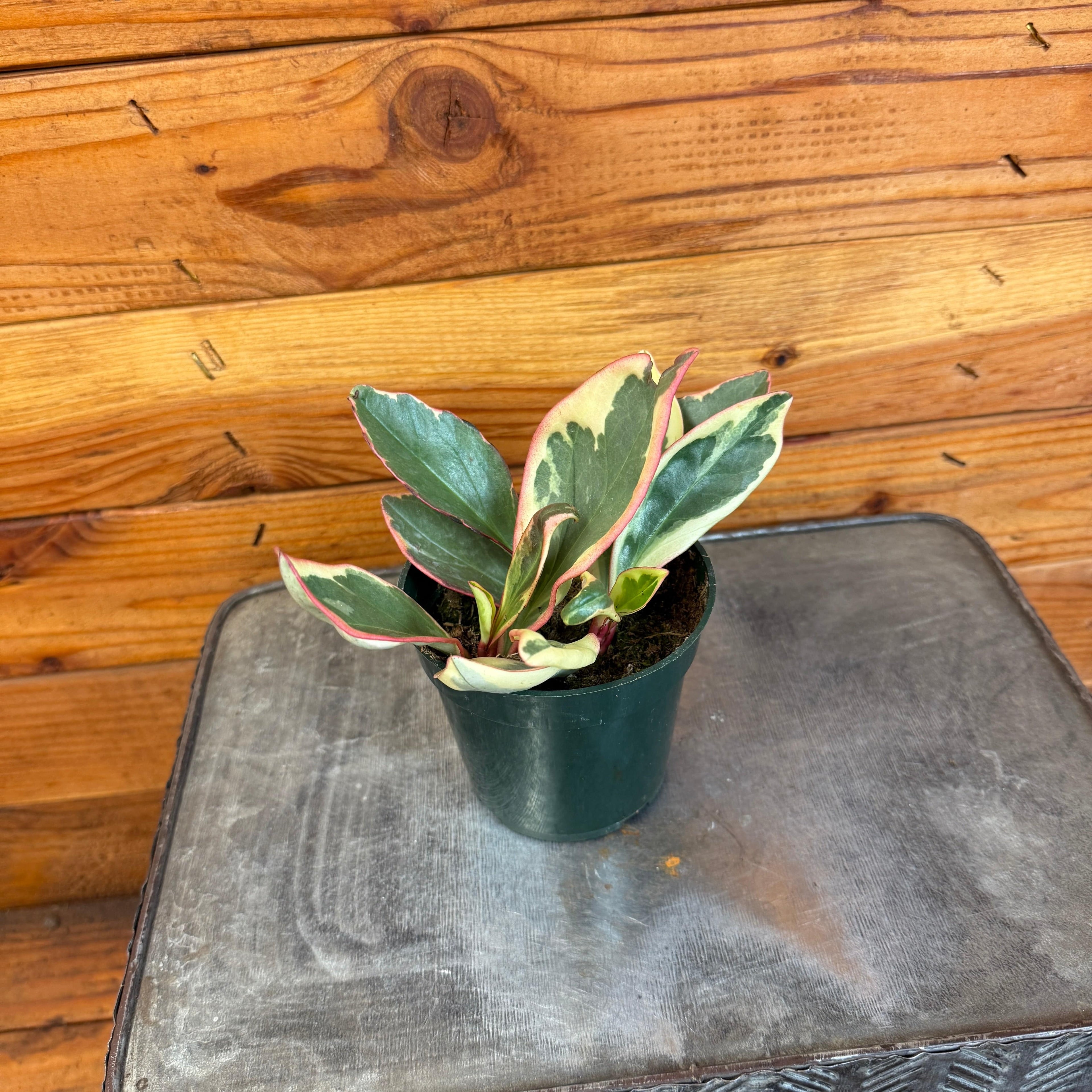 Peperomia Ginny, 4" Plant