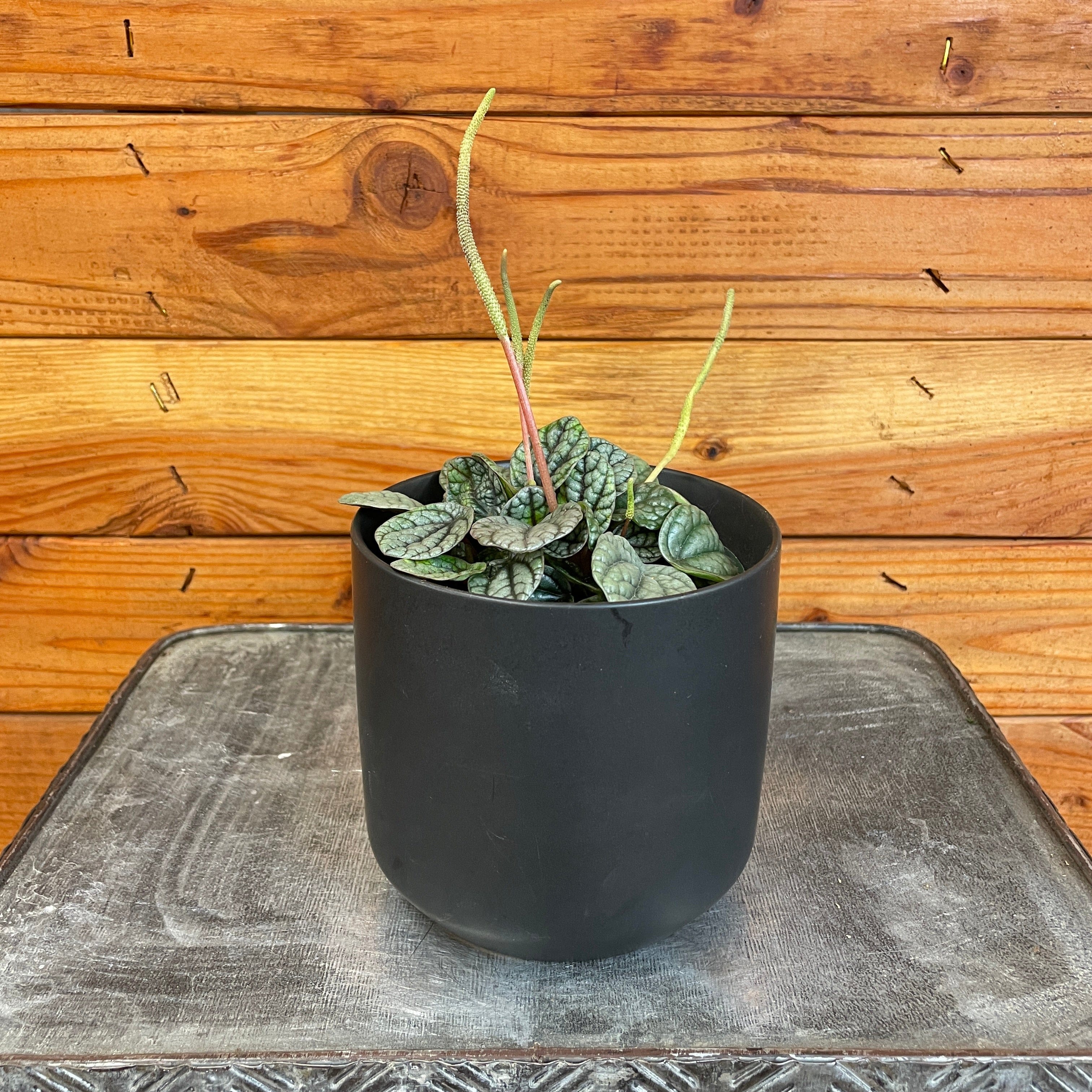 Peperomia Greyhound, 4" Plant