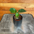 Peperomia Polybotrya Raindrop, 2" Plant