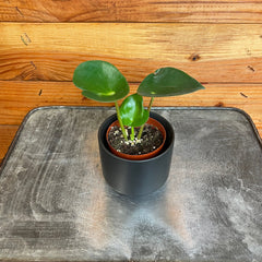 Peperomia Polybotrya Raindrop, 2