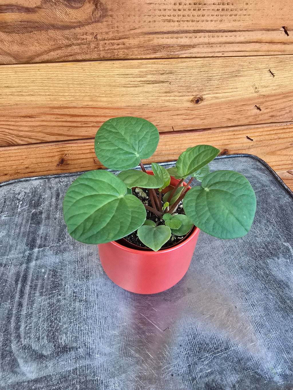 Peperomia Rana Verde, 2" Plant