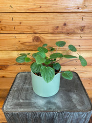 Peperomia Rana Verde, 4