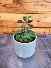 Peperomia Red Log, 2