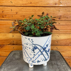 Peperomia Red Log, 6