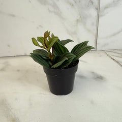Peperomia Stilt, 2