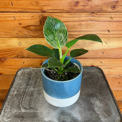 Philodendron Birkin, 4