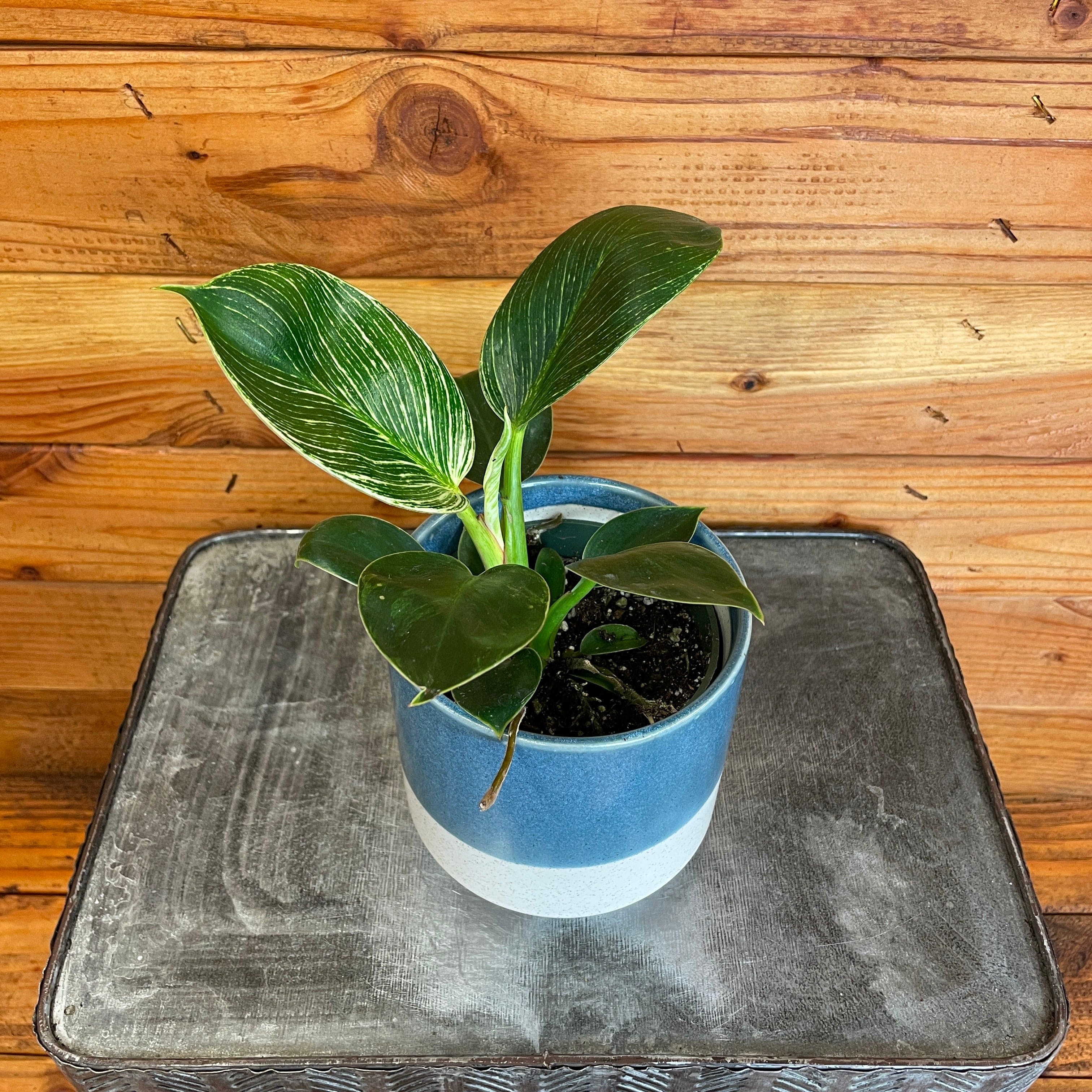 Philodendron Birkin, 4" Plant