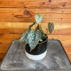 Philodendron Brandtianum, 4