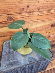 Philodendron Cordatum, 4