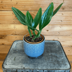 Philodendron Guttiferum, 4