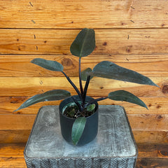 Philodendron Majesty, 4