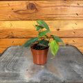Philodendron Micans, 2" Plant