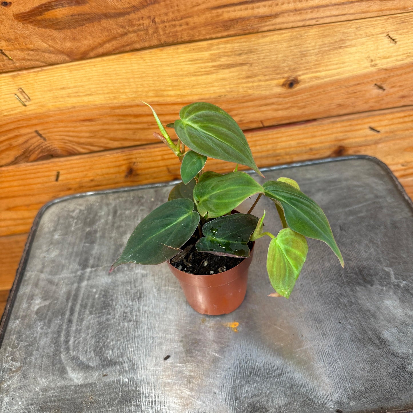 Philodendron Micans, 2" Plant