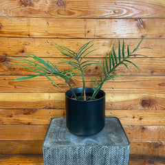 Philodendron Tortum, 6