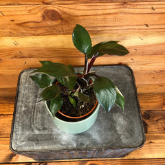 Philodendron White Knight, 4