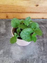 Pilea Creeping Charlie, 2