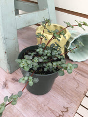 Pilea Silver Baby Tears, 2