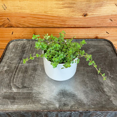 Pilea Tiny Tears, 2