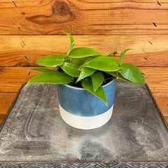 Planifolia Vanilla Orchid, 4