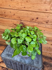 Plectranthus Australis Wax Swedish Ivy, 6