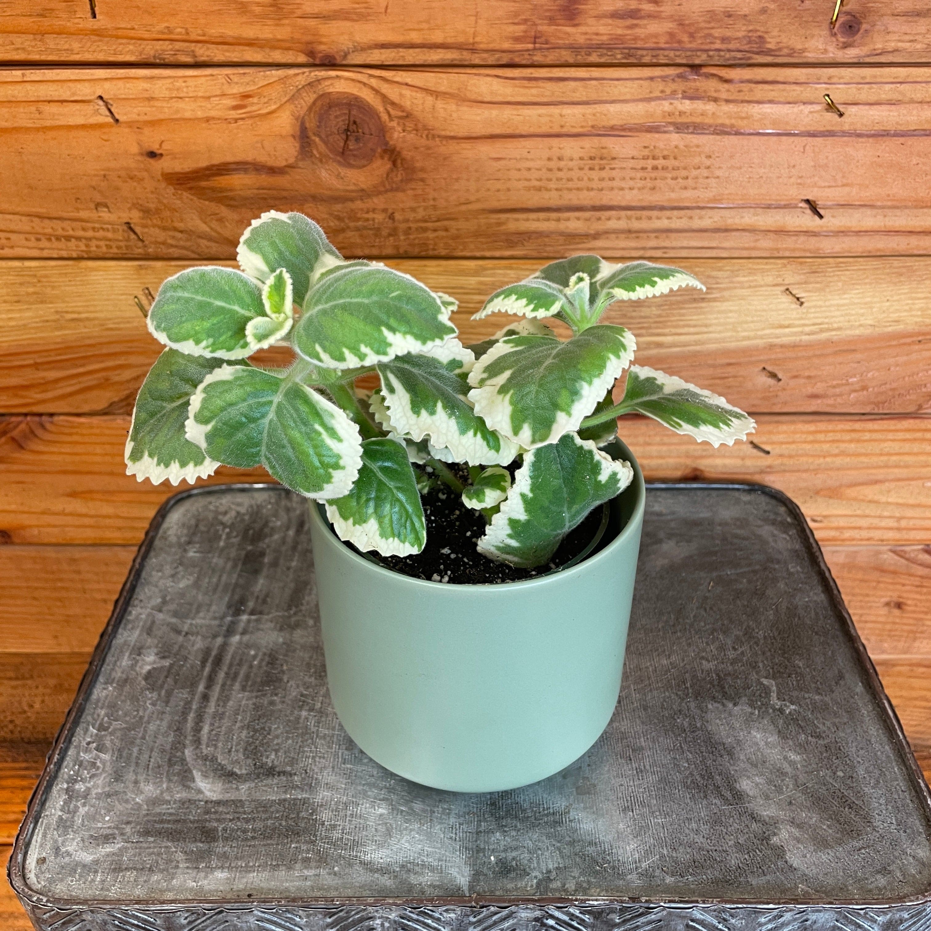 Plectranthus Variegated, 4" Plant