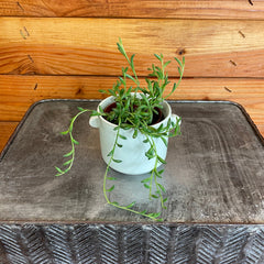 Radicans String of Bananas, 2