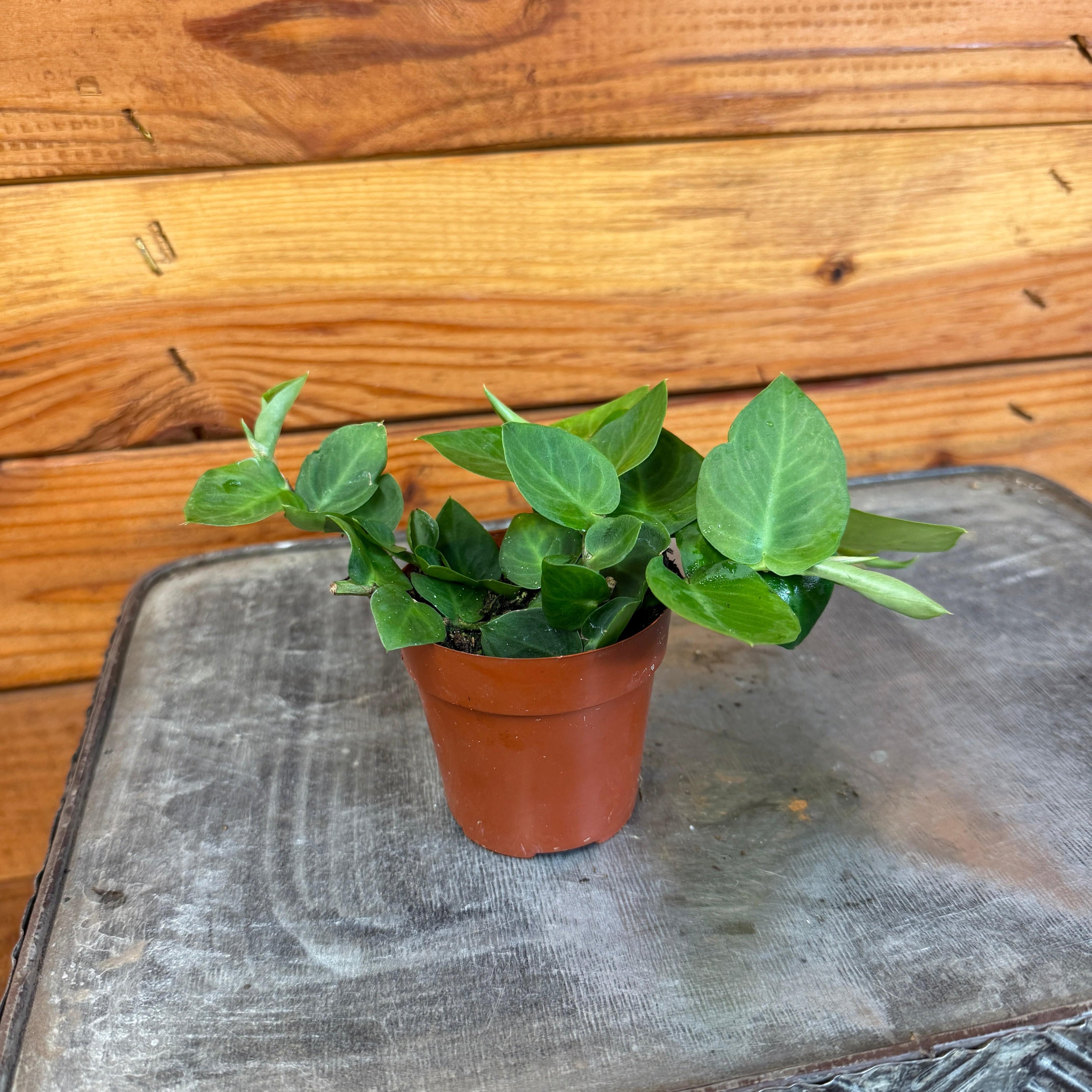 Rhaphidophora Hayi, 2" Plant