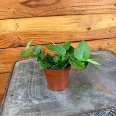 Rhaphidophora Hayi, 2