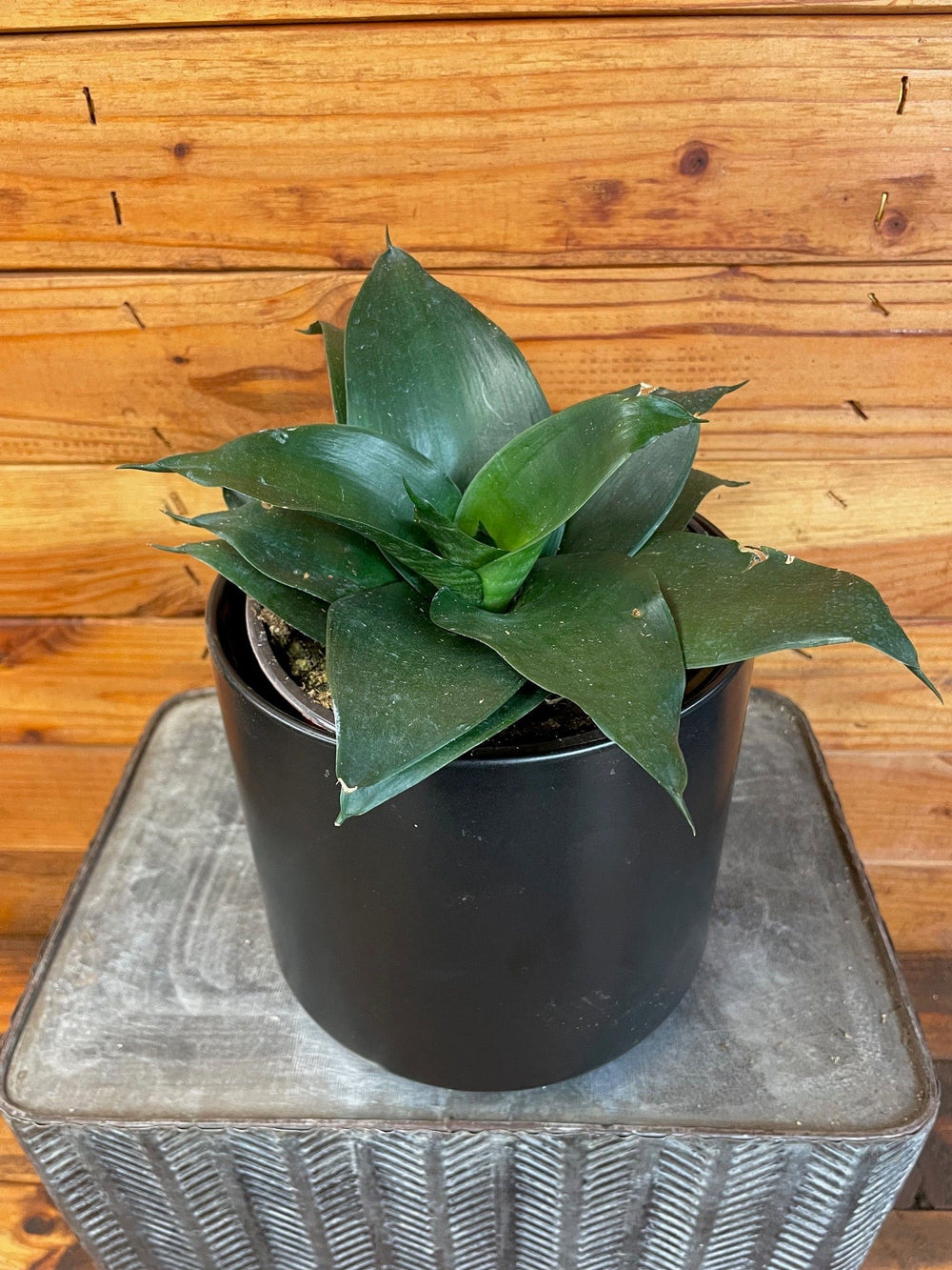Sansevieria Black Jade Hahnii, 6" Plant