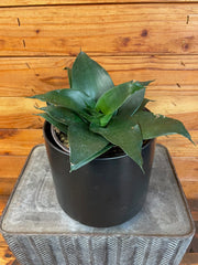 Sansevieria Black Jade Hahnii, 6